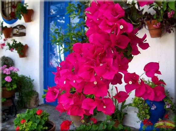 decorar-jardines-y-terrazas-con-mucho-color-5-580x432